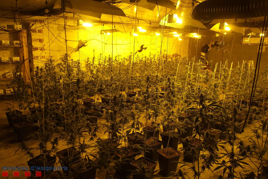 Desmantellen dues plantacions de marihuana en dos magatzems