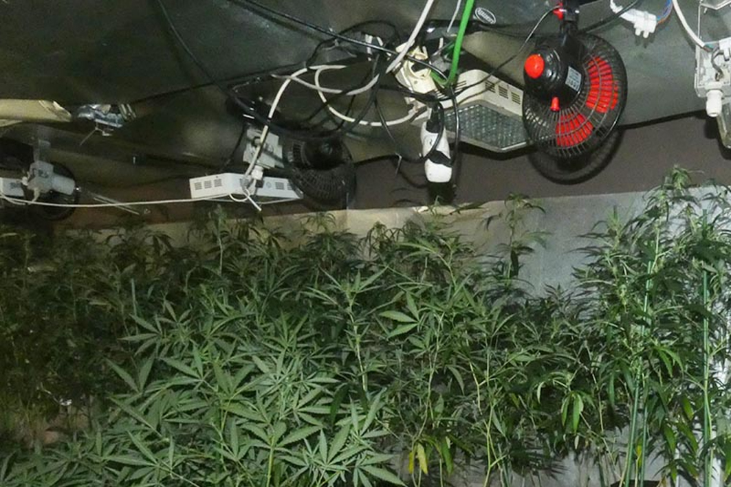 Plantació de marihuana ubicada en un pis incendiat a l'Hospitalet