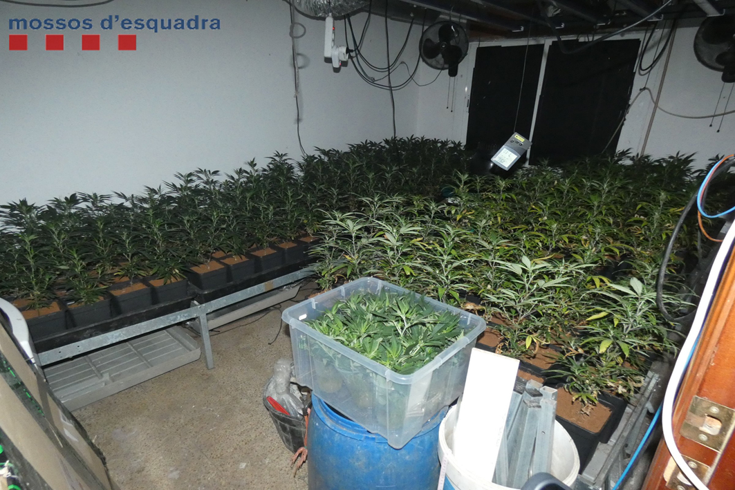 Desmantellen una plantació de marihuana indoor en un pis