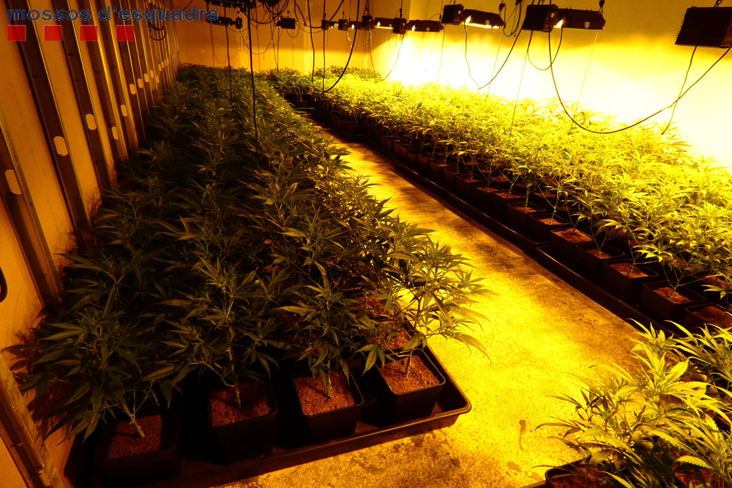 Desmantellen una plantació de marihuana a Sant Boi