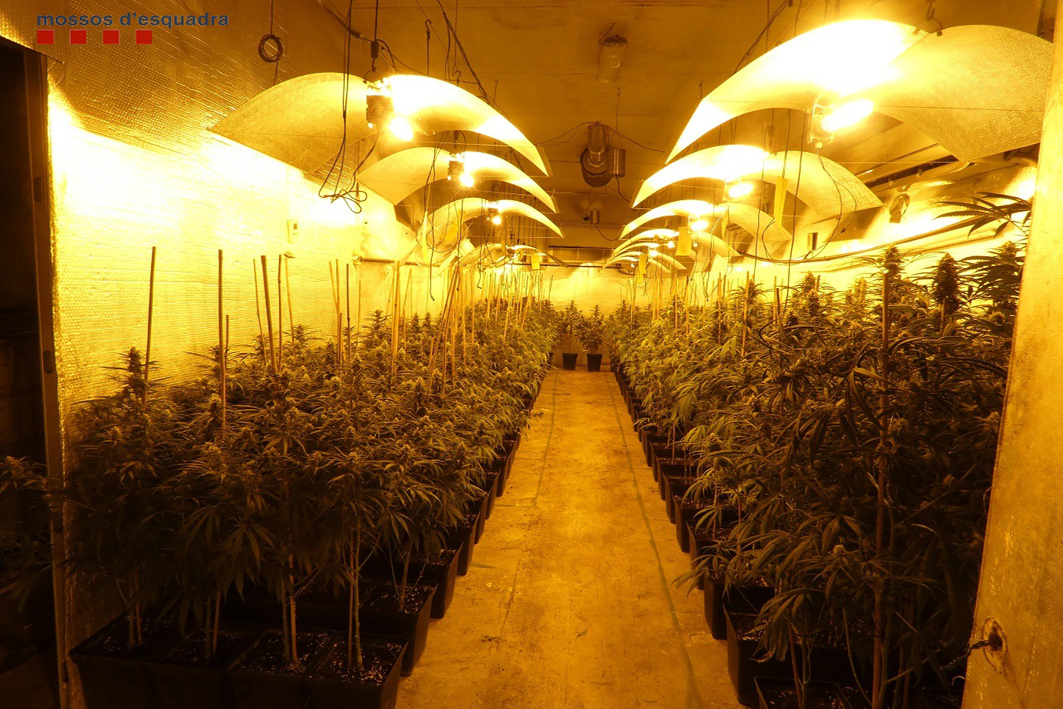 Desmantellen una plantació de marihuana indoor 