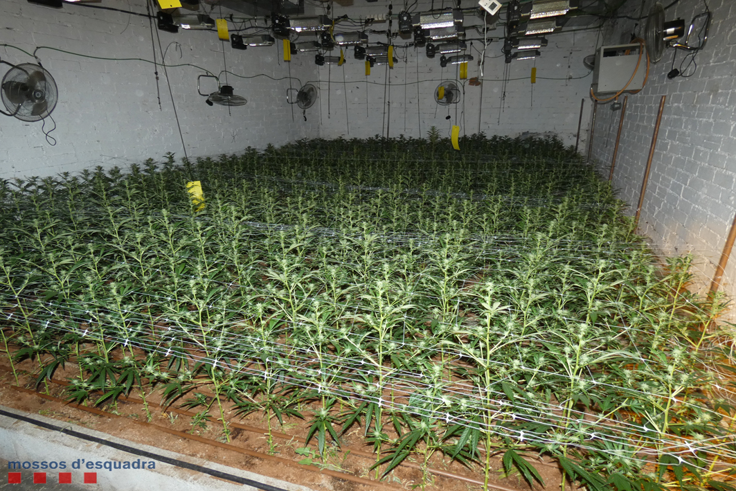 Desmantellen una plantació de marihuana indoor en una casa