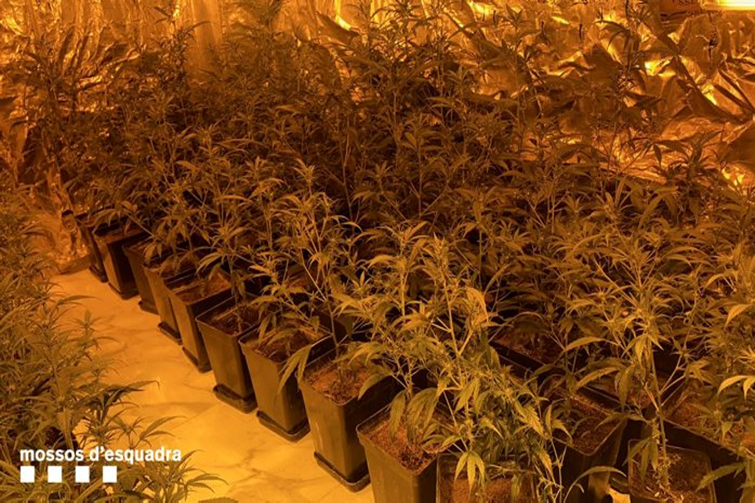Desmantellen quatre plantacions de marihuana en un mateix bloc