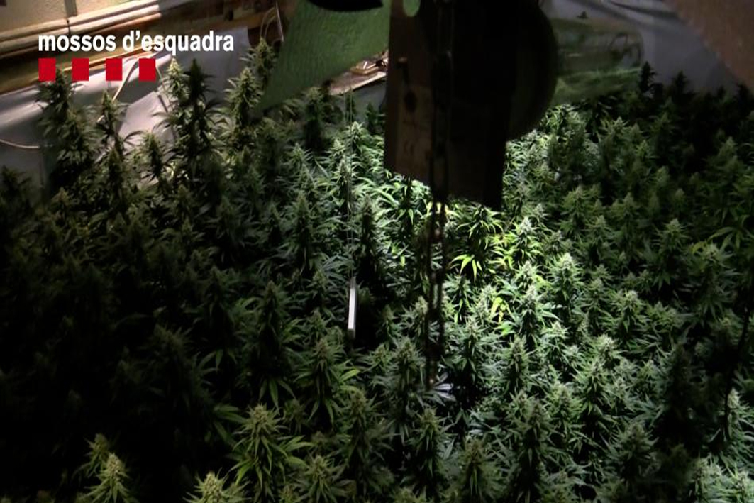 Desmantellen una plantació de marihuana indoor