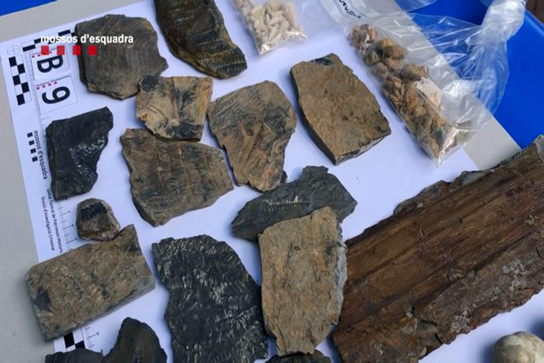 Fòssils i restes paleontològiques espoliades en Catalunya