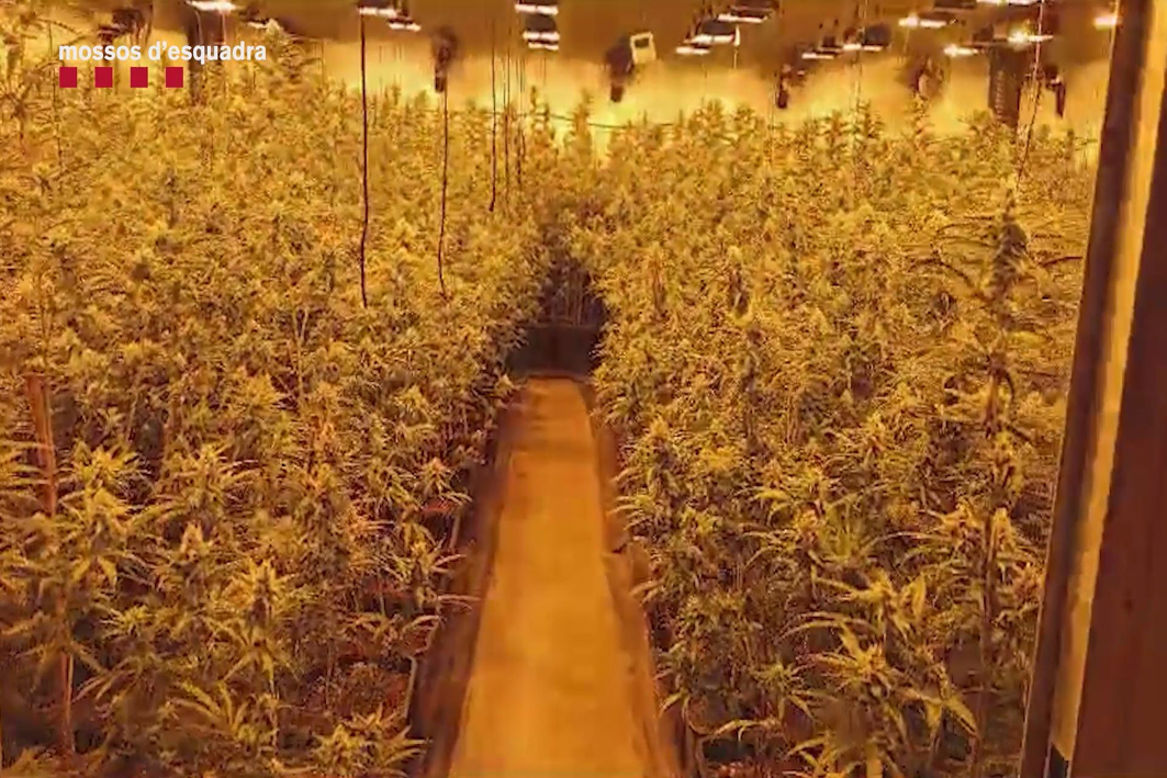 Desmantellen un grup criminal responsable de 4 plantacions interiors de marihuana