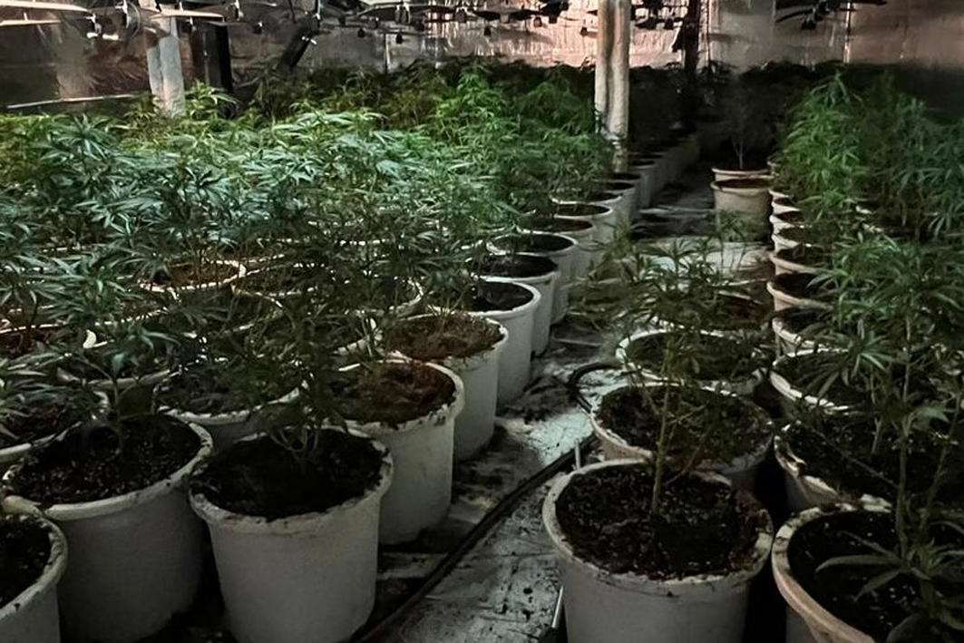 Desmantellen una plantació de marihuana en una nau industrial de Sant Andreu de la Barca