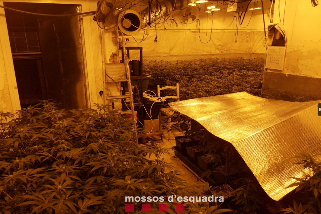 Els Mossos d’Esquadra i la Guàrdia Urbana de l’Hospitalet de Llobregat desmantellen una plantació de marihuana